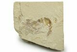 Cretaceous Fossil Shrimp - Lebanon #376605-1